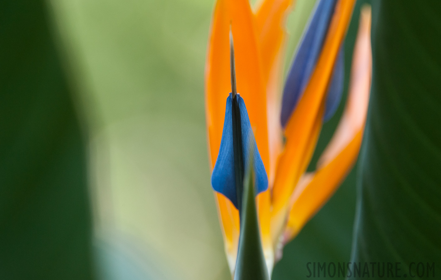 Lowveld National Botanical Garden [550 mm, 1/200 sec at f / 8.0, ISO 1600]